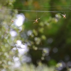 2017-03 New Zealand/Blue Spring/DSC_0029.JPG